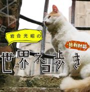 岩合光昭の猫步走世界~比利时篇
