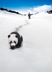熊猫回家路