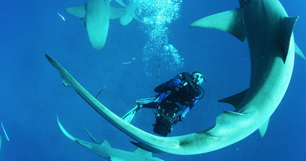 鲨鱼海洋：灭绝